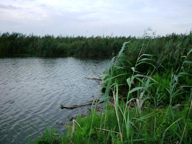 delta rosu 2012 - 264357.jpg